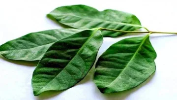 daun salam Media Berjaringan Indonesia Timur