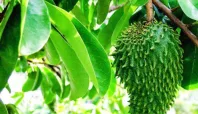manfaat daun sirsak Media Berjaringan Indonesia Timur