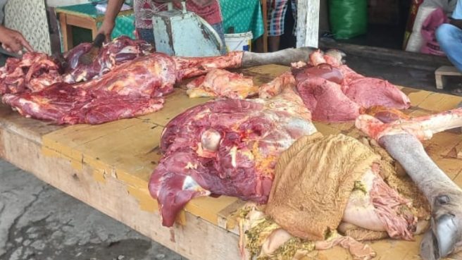 harga Sapi Halsel min | Media Berjaringan Indonesia Timur
