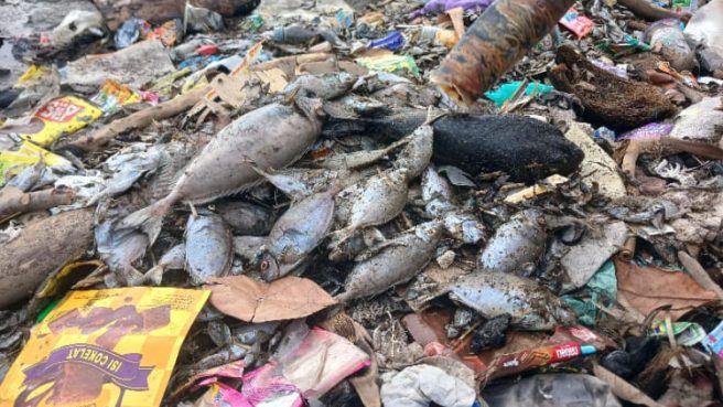 Ribuan ikan mati di Pantaai Kelurahan Sasa 1 | Media Berjaringan Indonesia Timur