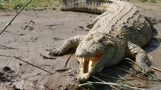 ilustrasi buaya gigit bocah 15 tahun di taliabu | Media Berjaringan Indonesia Timur