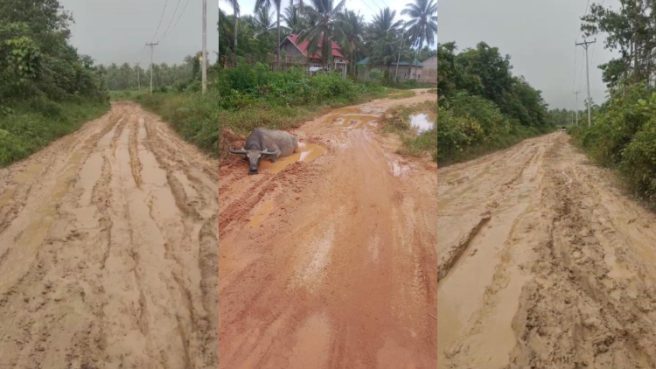 Jalan Beringin Nggele Pulau Taliabu | Media Berjaringan Indonesia Timur