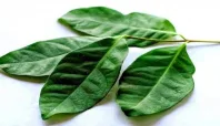 daun salam | Media Berjaringan Indonesia Timur