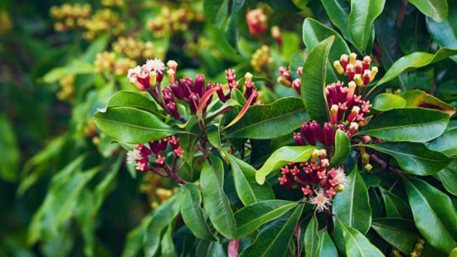 cengkeh 1 | Media Berjaringan Indonesia Timur