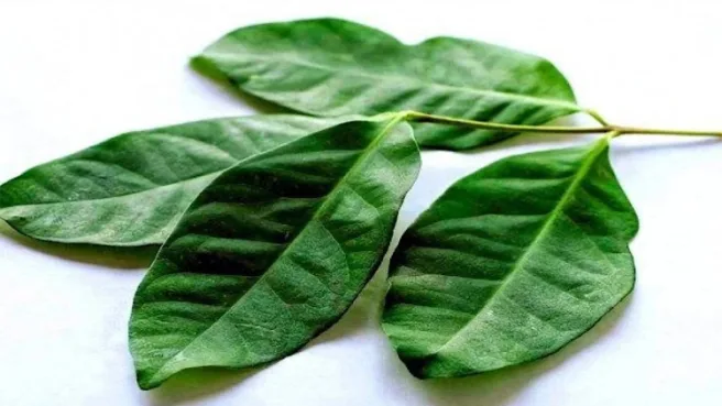 Khasiat Daun Salam untuk Menurunkan Asam Urat 1 daun salam Media Berjaringan Indonesia Timur